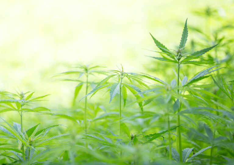 How CPAs are Entering the Fast Growing Cannabis Space